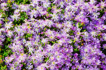 Sticker - Beautiful purple flowers grouping in a spring season at a botanical garden, for background