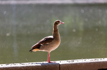 Egyptian Goose Near To The Water In A Park