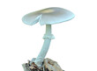 Poisonous mushroom fly-agaric (Amanita verna)