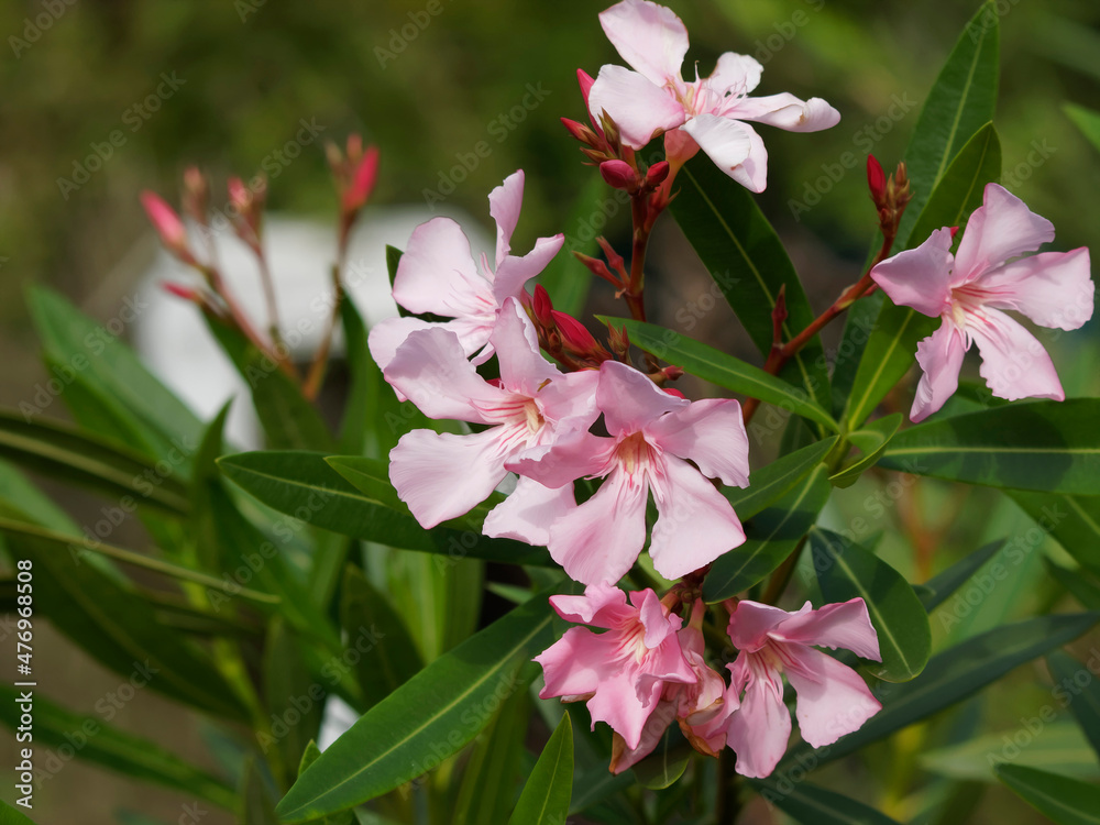 Nerium oleander Laurierrose ou oléandre, arbuste méditerranéen à — free download