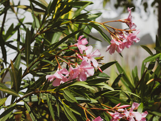 Poster - Nerium oleander - Laurier-rose ou oléandre à fleurs roses printanière en forme de trompette en cymes terminales sur des rameaux au feuillage fusiforme, vert-foncé et brillant, dessous vert pâle