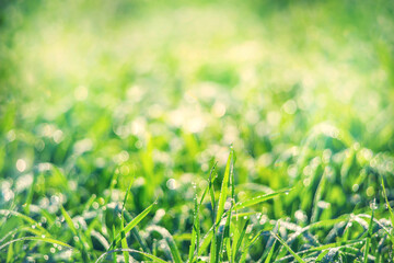 Aufkleber - Morning dew.  Natural background of grass with drops of morning dew.
