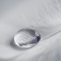 Wall Mural - silver drop on a feather