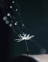 Wall Mural - dandelion