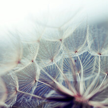 Dandelions Web