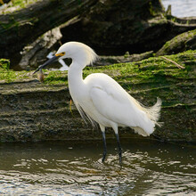 A Snowy Egret Catching A Fish.