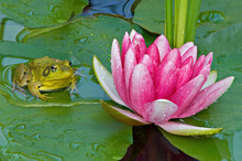 Close-up Of A Pink Water Lily And Green Frog Resting On A Lily Pad, Michigan, USA