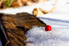 Red Berry On A Log Covered With Snow