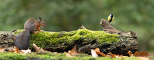 Erasian Red Squirrel - Sciurus Vulgaris - And Great Tit Bird - Parus Major - In A Forest Eating And Drinking