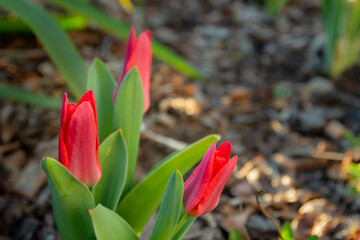 Wall Mural - Close-up of pink tulips in the garden