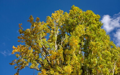 Sticker - Feuillage vert et ciel bleu. Branches d'arbres.