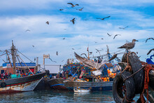 Essaouira, Morocco. October 10, 2021. Seabirds Hovering Over Fishing Boats Moored On Coast At Port, Fishing Boats Moored In Harbor
