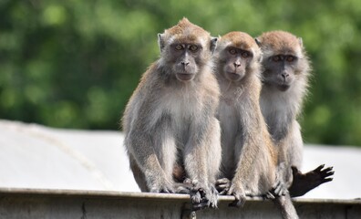 Wall Mural - Three young macaque monkeys resting together in the jungle