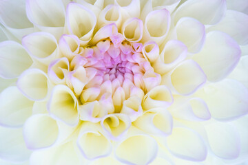 Wall Mural - Dahlia flower