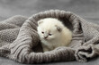 Small newborn kittens of the British breed