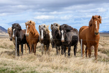 Group Of Icelandic Horses Standing Near A Fence
