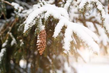 Poster - branches of a Christmas tree with cones covered with snow