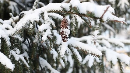 Poster - branches of a Christmas tree with cones covered with snow
