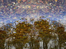 Inverted Reflection In The Water Of A Pond Full Of Dry Leaves In The Background, Reflections Of Trees In Autumn, Creative Image Of A Forest In Fall