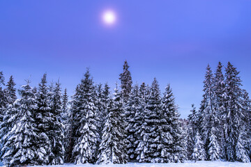 Poster - Snow Covered Spruce Trees in Winter Mountains at Full Moon Night