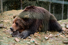 Brown Bear Of Synevyr Glade Of Zakarpattia Region In Ukraine.