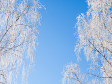 Winter Forest On A Frosty Day, Trees Covered With Snow