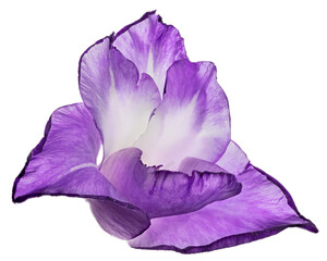 Wall Mural - one light and dark violet gladiolus bloom on white