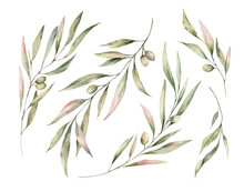Watercolor Set Of Olive Branches. Illustrations Isolated On White Background For Invitation, Greeting Card Or Your Design