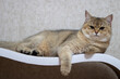 © yarm_sasha - The kitten of the British shorthair Golden Chinchilla NY25