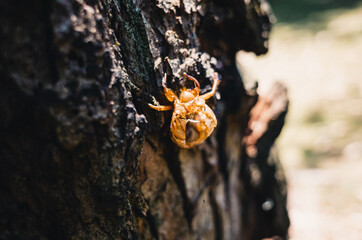 Wall Mural - cicada molt