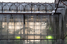 Green Phyto Lamps For Plant Growth In Winter In Greenhouse, Tropical Plants Under Grow Light Inside Of Glasshouse In Botanical Garden During Wintertime, Hothouse With Icicles Hanging From Roof Edges