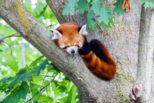 Red Panda - Ailurus Fulgens - Portrait. Cute Animal Resting Lazy On A Tree.