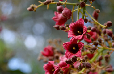 Wall Mural - Large red pink bell shaped flowers of the Australian native Clarabelle Kurrajong Brachychiton vinicolor, family Malvaceae. Naturally occurring hybrid of acerifolius x discolor. Endemic to Qld and NSW