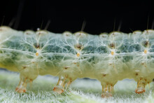 Lepidoptera Larvae In The Wild, North China