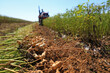© zhang yongxin - Farmers drive agricultural machinery to harvest peanuts in the fields, North China