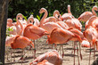 Pink Flamingos at the Denver Zoo.