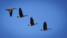 Four Canadian Geese In Flight Migrating