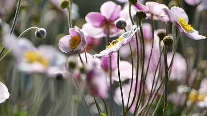 Canvas Print - Japanese Anemone flowers in sunlight, closeup stock video footage