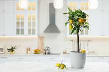 Potted Lemon Tree And Ripe Fruits On Kitchen Countertop, Space For Text