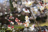 Fototapeta Kosmos - 梅の花