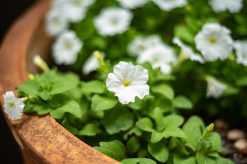 Wall Mural - flowers in a pot