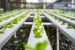 Vegetable hydroponic system / young and fresh green cos lettuce salad growing garden hydroponic farm plants on water without soil agriculture in the greenhouse organic for health food.