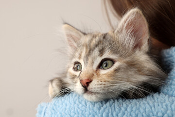 Wall Mural - Cute fluffy kitten on owner's shoulder against light background, closeup