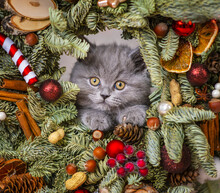 A Fluffy Gray Kitten Looking Out Of A Spruce Wreath Decorated For The Holidays. Merry Christmas And Happy New Year
