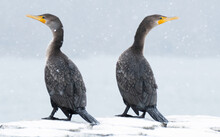 Two Cormorant  Birds In Snow