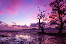 Amazing Light Sunset Colorful Clouds Sky With Dead Trees In The Tropical Sea Sunset Or Sunrise Evening Time