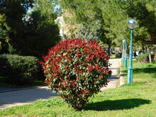 Photinia Fraseri Red Robin Shrub With Red And Green Leaves In A Park In Attica, Greece