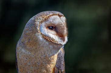 Poster - A close up half length portrait of a barn owl, tyto alba.