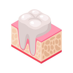 Wall Mural - Tooth In Gum Composition