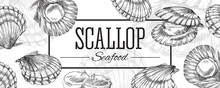 Banner With Scallop Mollusks In Shells, Engraving Hand Drawn Vector Illustration.